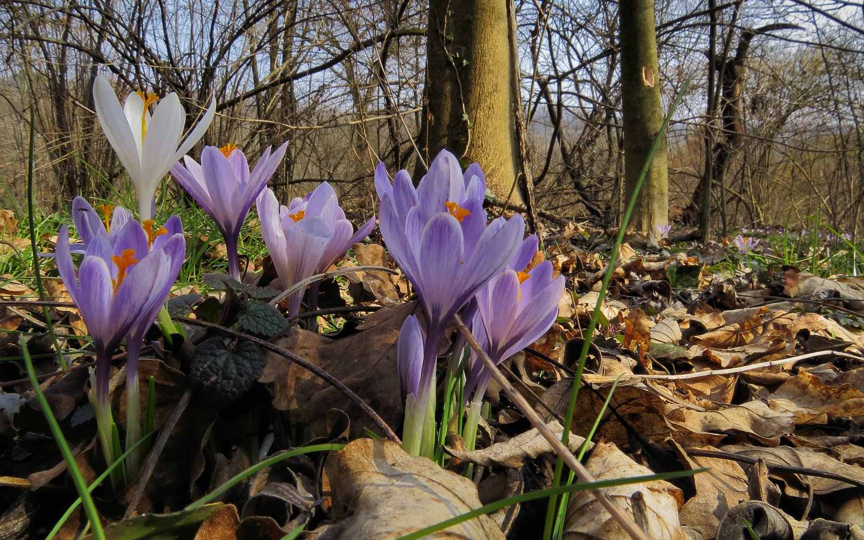 Fiori della Primavera